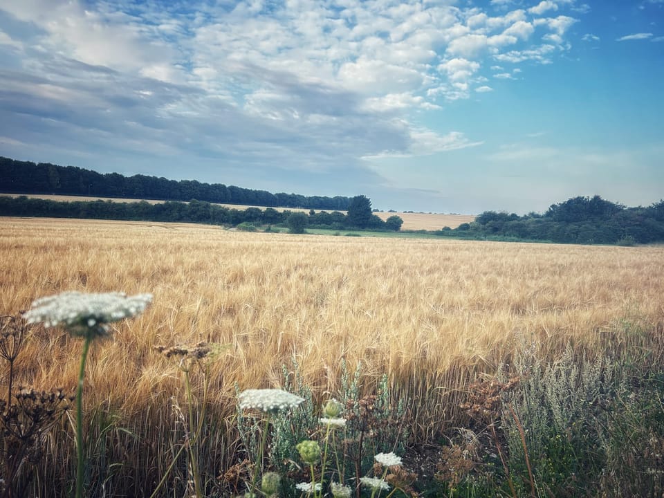 An image of the Winchester countryside in late summer